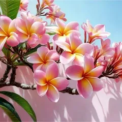 超美品！値下げ交渉あり。プルメリアアクリル画水彩画絵画