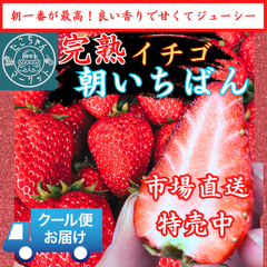 大粒中粒★甘いいちご☆朝取り完熟 愛媛県産 いちご　750g　★3.4月限定★