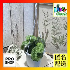 マランタ キャットマスターシュ 　シルバーバンド‼️ボリューム満点◎‼️5号鉢 特価‼️マランタ キャットマスターシュ ‼️ボリューム満点◎‼️5