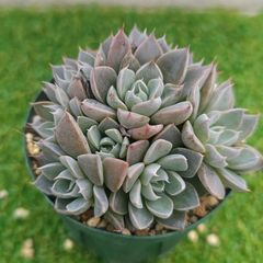 マイコレ デカベリア miso苗✡️ラウリンゼ×ロメオ✡️多肉 秘蔵っ子 抜き苗 マイコレ デカベリア miso苗✡️ラウリンゼ×ロメオ✡️多肉 秘蔵っ子