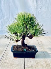 石化黒松　小品盆栽　せっかくろまつ