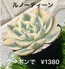 ルノーディーン   多肉植物 多肉 韓国苗 エケベリ 美苗 錦 斑入り