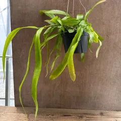 【サンプル】姫月下美人　サボテン科 　エピフィルム属　ヒメゲッカビジン　サボテン 観葉植物 観葉 植物 珍奇植物 珍奇 珍しい 多肉植物 多肉 カクタス サボテン ハンギング グリーン