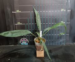 アンスリウム ペンデンス  Anthurium type pendens JA