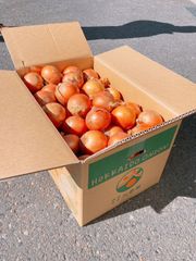 【ASIAGAP/JGAP認証農場から出荷】 新玉 北海道 岩見沢産 玉ねぎ Sサイズ 5kg 北もみじ2000 タマネギ たまねぎ 北海道産 玉葱 ギフト プレゼント お土産
