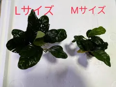 2025年最新】アヌビアス コーヒーフォリアの人気アイテム - メルカリ
