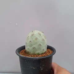 テフロカクタス　ゲオメトリクス　FN付き　４５種類セット　５粒ずつ 植物販売】兵庫県宝塚市㈱陽春園植物場ネット通販 【テフロ