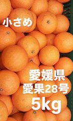 愛媛県産　小玉　愛果28号　柑橘　　5kg