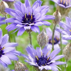 瑠璃色の花♡カタナンケ　カエルレア