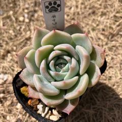 キャラリアン　抜き苗　多肉植物　モフ多肉　エケベリア