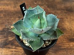 Agave/アガベ 縞班雷神(風雷神) 美株！ 発根済み 送料込み