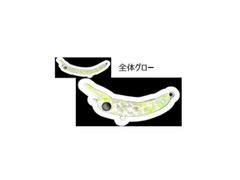 イマカツ アベンタクローラーRS チキータ #AC-59 パールホワイト 新品 IMAKATSU イマカツ アベンタクローラー RS チキータ AC-59