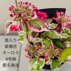 2024年最新】大栄花園の人気アイテム - メルカリ