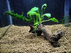 388．流木付き水草 アヌビアスナナ 南米ウィローモス
