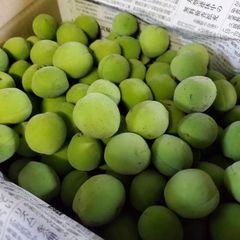 ●お得な小梅◆クール便◆岩手県九戸産「豊後梅」青梅3キロ箱込　SMLサイズ混合