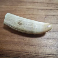 マッコウクジラの歯　１０㎝ マッコウクジラの歯