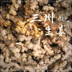 千葉県産　親生姜　三州生姜　20キロ 千葉県産 親生姜 三州生姜 20kg - 野菜オンライン ショッピング 通販