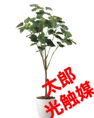 2024年最新】観葉植物 造花 ウンベラータの人気アイテム - メルカリ