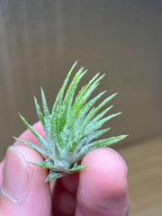 【ネコポス】チランジア イオナンタ スター Tillandsia ionantha 'star'　キンクマ農園☆T0110