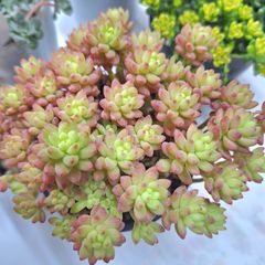☆レッドベリーhyb☆多肉植物