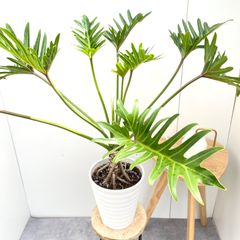 パキラ　ねじり　6【現品】観葉植物　室内　大型 パキラ ねじり 6【現品】観葉植物 室内 大型 （パキラ | 観葉