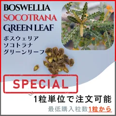 メルカリ便　ボスウェリア　サクラ　鉢ごと ボスウェリア サクラ - メルカリ