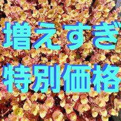 【特別価格】多肉植物　桜色カリシア50カット【育成説明書】