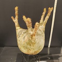 K402【最新到着】Pachypodium　グラキリス（ML）（現地球・抜き苗）【塊根植物】パキポディウム　グラキリス