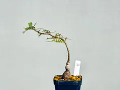 2025年最新】パキプス パワータンクの人気アイテム - メルカリ