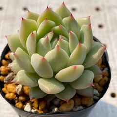 ティッピー　多肉植物　エケベリア