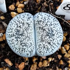 多肉植物　リトープス  白弁天玉　1.5cm以上　抜き苗　１株