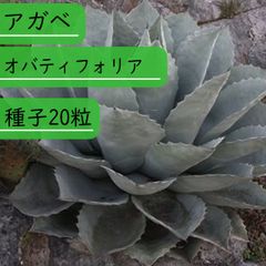 300円スタート】オバティフォリア オルカ 鉢ごとメルカリ便 - メルカリ