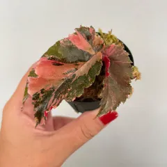 P*r様 69 S&P ベゴニア3点セット　スノーキャップド　ジニー銀河　モーリ 2025年最新】ベゴニア ジニー銀河の人気アイテム - メルカリ