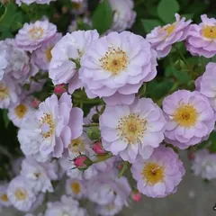 バラ大苗  トゥインクルブローチ 国産苗 大苗 6号鉢植え メイアン作出 2025年度 秋販売開始 新品種