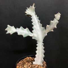 【美形❗️】ユーフォルビア・ホワイト ゴースト #4 / 観葉植物 サボテン