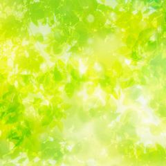 【送料】レターパック・定形外→ヤマト運輸にて発送