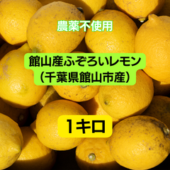 千葉県館山市産　ふぞろいレモン（１０個前後入）