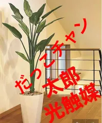 2024年最新】人工観葉植物 ストレチアの人気アイテム - メルカリ