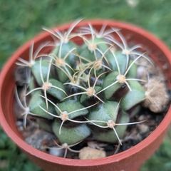 サボテン　ギムノカリキウム属　麗蛇丸（1寸）