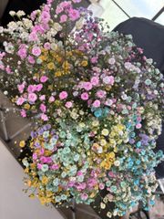 【農家直送・新鮮な彩り】染色カスミソウ 4束（生花）