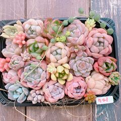 多肉植物 寄せ植えset♡721