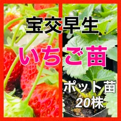 宝交早生いちご苗‼️家庭栽培向き‼️路地栽培可能‼️プランター栽培