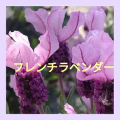 【Apple❗️】メルカリ便へ変更★長さ50cmラベンダー生花300本 本日発送】フレッシュラベンダー ラベンダー生花 切り花 15