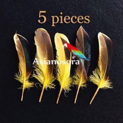 ◾️⭐︎【CF黄色】カモ 鳥の羽根 フェザー 素材 パーツ ドリームキャッチャー