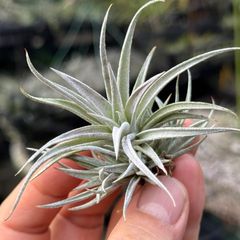 チランジア チアペンシス Tillandsia chiapensis＊エアプランツ＠フラワーショップ江口