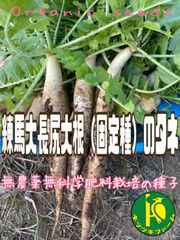 練馬大長尻大根（固定種）のタネ　80粒　無農薬無化学肥料栽培の種子