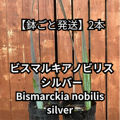 【鉢ごと発送】ビスマルキアノビリスシルバー　Bismarckia nobilis silver　2024-4-30-bis1