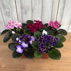 2025年最新】セントポーリアの人気アイテム - メルカリ