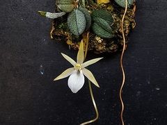 ★洋蘭★原種★Angcm. curnowianum★アングレカム　カーノウィアナム★3-1