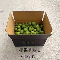 貴陽　摘果すもも プラム  すもも 加工用 3.0kg以上